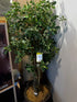 Tree RG-NISK252