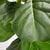 Fiddle Leaf Fig
