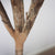 Fiddle Leaf Fig