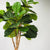 Fiddle Leaf Fig