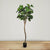 Fiddle Leaf Fig