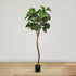Fiddle Leaf Fig