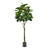 Fiddle Leaf Fig