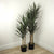 Yucca Plant