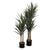 Yucca Plant