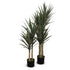 Yucca Plant