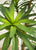 Dracaena
