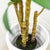 Dracaena