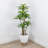 Dracaena