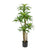 Dracaena